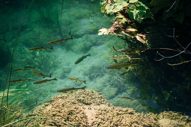 From Split: Krka Waterfalls, Food & Wine Tasting Tour - Should you book the Krka and winery tour?