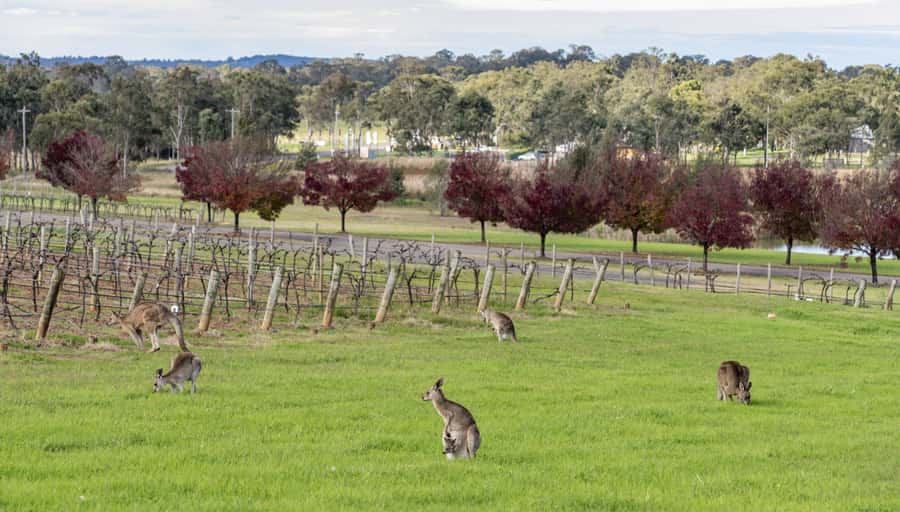 From Sydney: All Inclusive Boutique Hunter Valley Wine Tour - Key points to know before booking