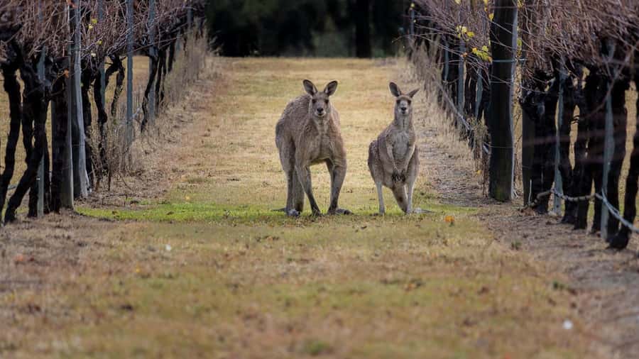 From Sydney: Hunter Valley Wine Tasting & Winery Picnic Tour - Two rotating wineries, four possible personalities