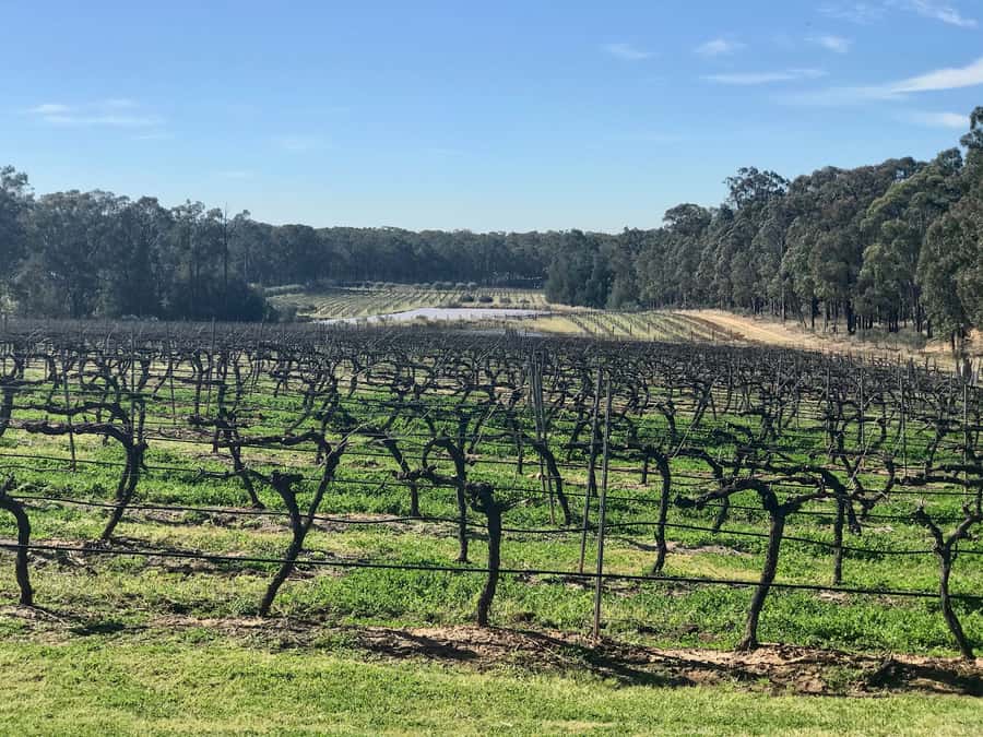 From Sydney: Hunter Valley Wine Tasting & Winery Picnic Tour - Sobels Winery and the first taste of Hunter Valley wine