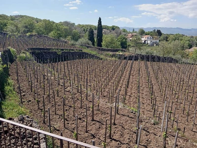 From Taormina: Etna Walking Tour and Wine Tasting in Winery - The winery turns the mountain day into a meal