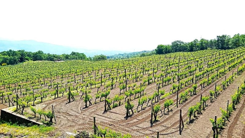From Taormina: Etna Walking Tour and Wine Tasting in Winery - Is the $180.12 price good value?