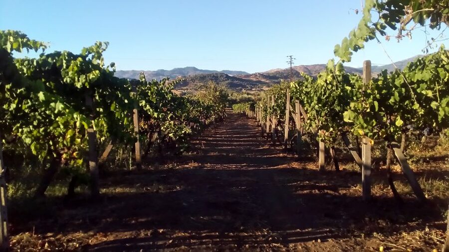 From Taormina: Etna Wineries Small Group Tour - What the guide adds to the experience