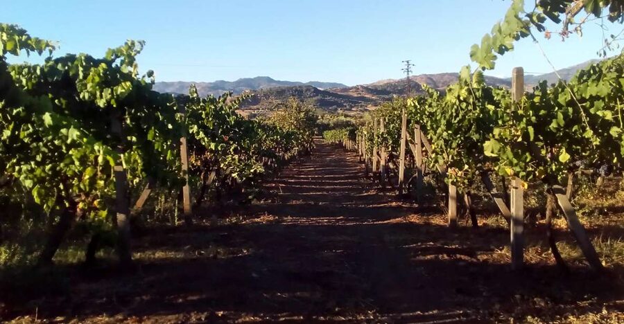 From Taormina: Etna Wineries Small Group Tour - The drive from Taormina to Castiglione di Sicilia