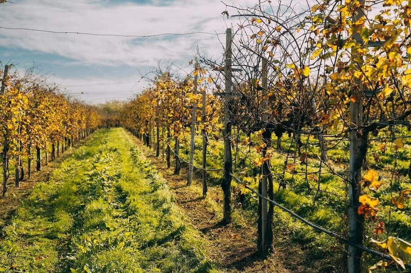 From Venice: Prosecco Hills and Wine Tasting Tour - Valdobbiadene: vineyards, family producers, and lunch