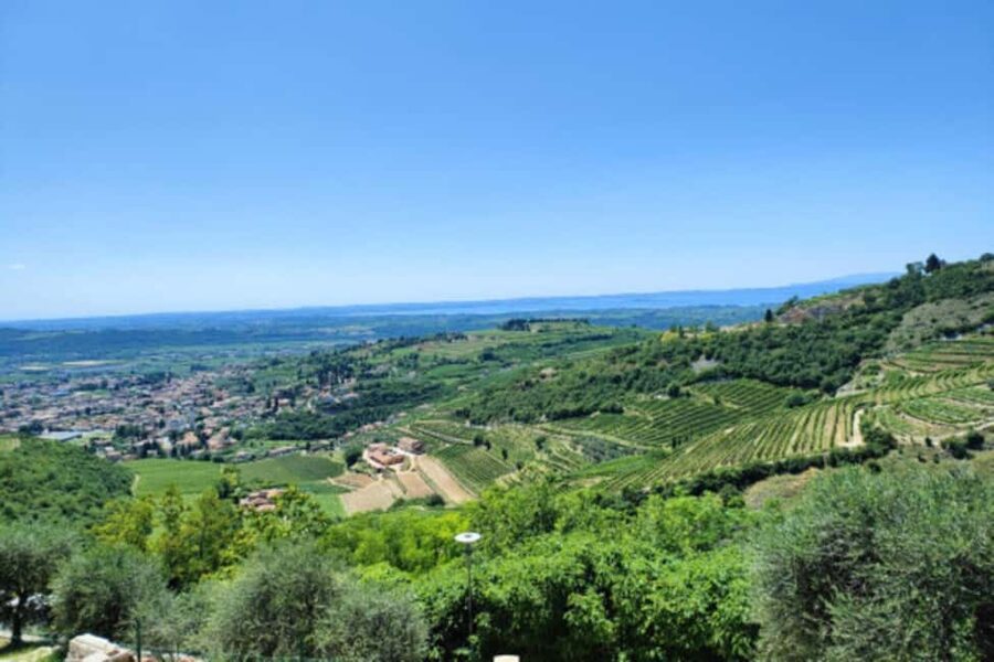 From Verona: Amarone Half-Day Wine Tasting Tour - Why Amarone is worth leaving Verona for