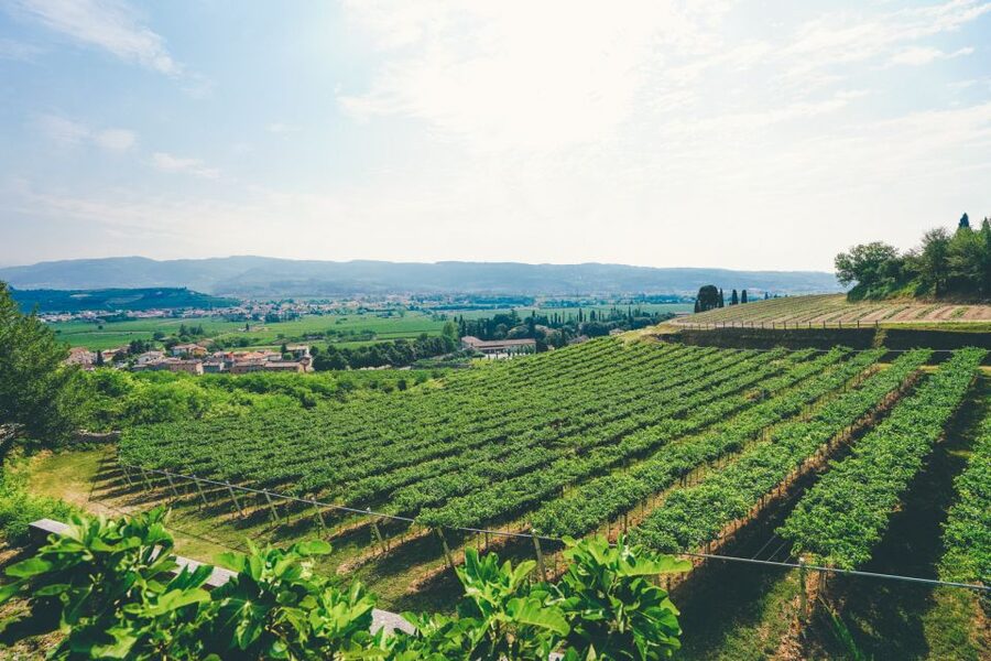 From Verona: Valpolicella and Amarone Wine Tasting Tour - The short ride between wineries