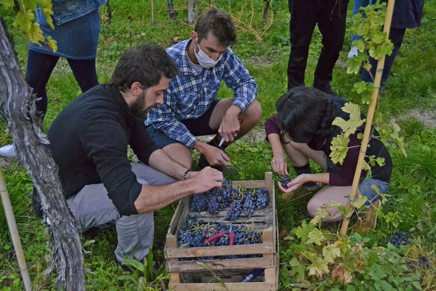 From Verona: Valpolicella Winery Tour with Amarone Vintages - Who should book this winery visit?