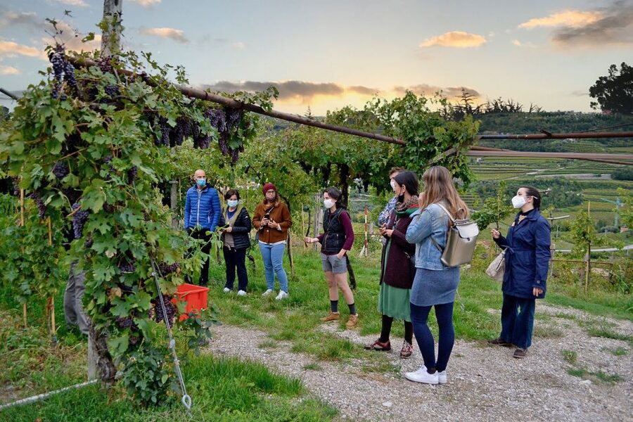 From Verona: Valpolicella Winery Tour with Amarone Vintages - The icehouse with an Amarone collection