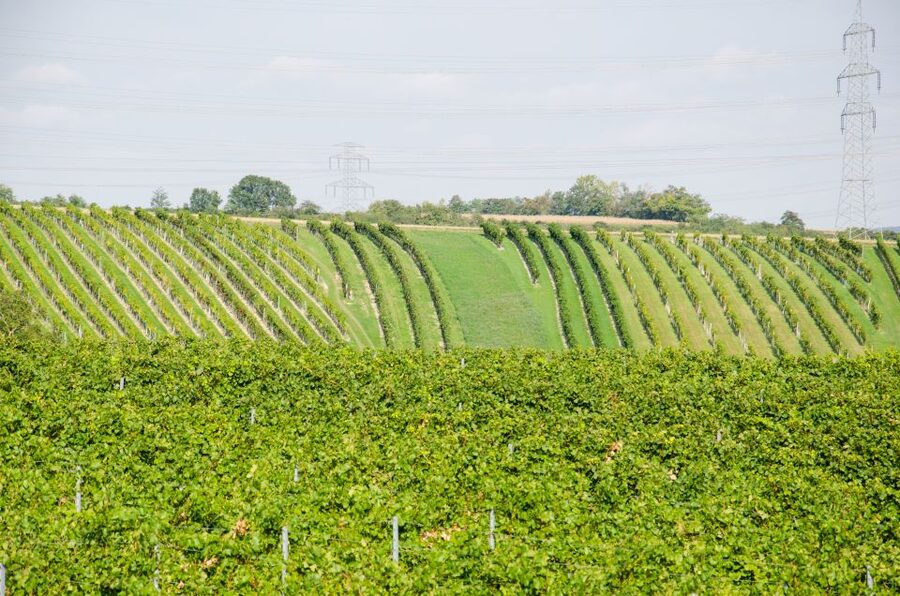 From Vienna: Half-day Countryside Wine Tour with Meal - The guide can shape the whole day