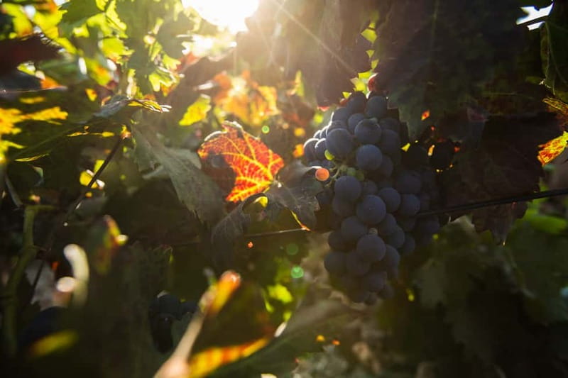 Fuerteventura: Tour & tasting at Conatvs Winery - FAQ