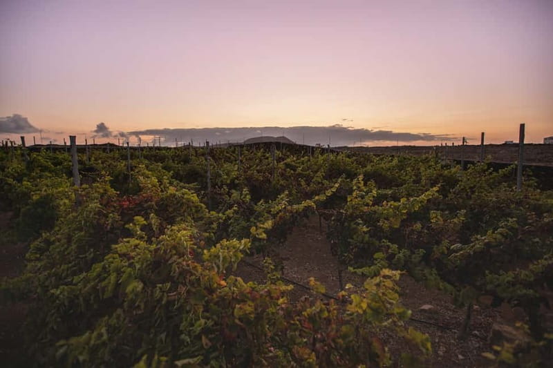 Fuerteventura: Tour & tasting at Conatvs Winery - Walking the Vineyard and Reading the Island