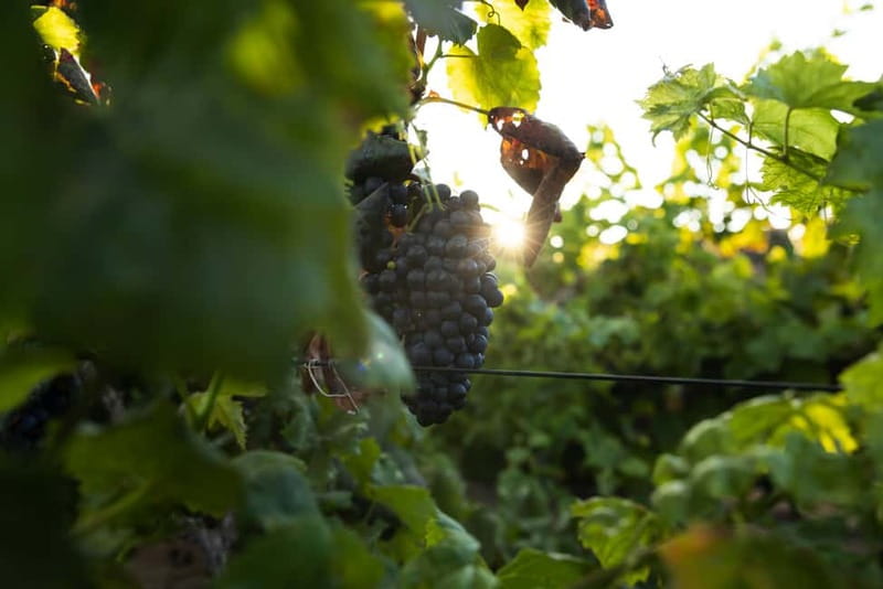 Fuerteventura: Tour & tasting at Conatvs Winery - The Tasting: Three Wines and Island Snacks