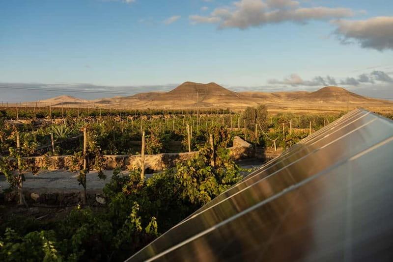 Fuerteventura: Tour & tasting at Conatvs Winery - Transport Is the Main Practical Issue