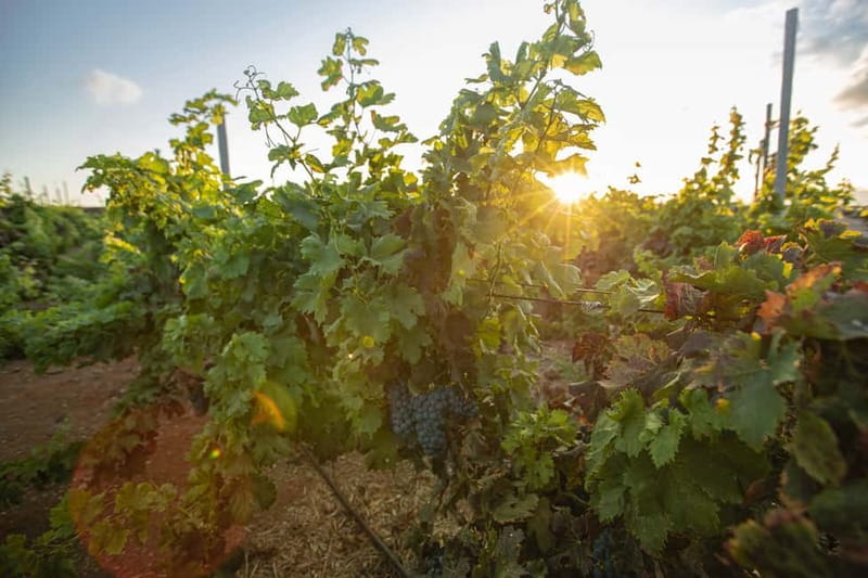 Fuerteventura: Tour & tasting at Conatvs Winery - Who Will Enjoy Bodega Conatvs Most?