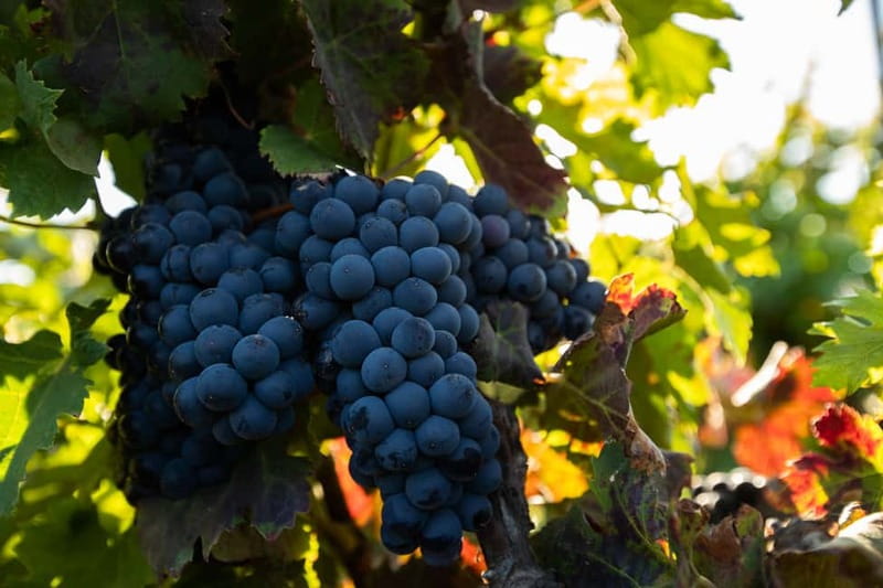 Fuerteventura: Tour & tasting at Conatvs Winery - Inside the Winery: From Grapes to Bottles