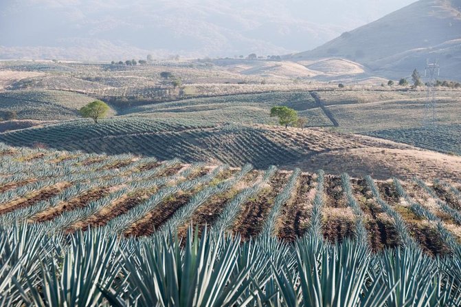 Full Day in Tequila with Tasting and party in Cantaritos - Key points at a glance