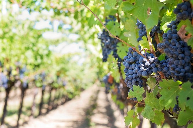 Full-Day Stellenbosch, Franschhoek and Paarl Wine Tasting Tour from Cape Town - Franschhoek, the Huguenot village, and a short tram ride
