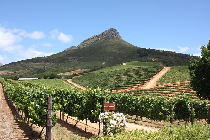 Full-Day Stellenbosch, Franschhoek and Paarl Wine Tasting Tour from Cape Town - What the guide adds to the day