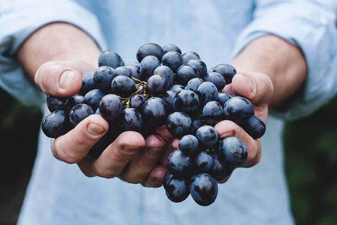 Full-Day Stellenbosch, Franschhoek and Paarl Wine Tasting Tour from Cape Town - Is the $101.22 price good value?