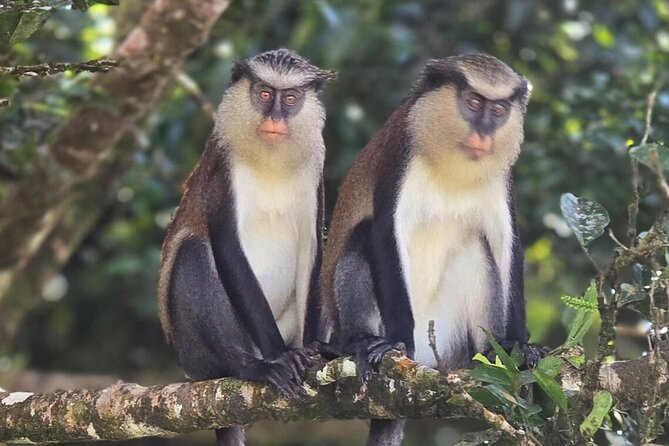 Full-Day Tour: Concord Waterfall, Chocolate Factory, Rum Distillery, Grand Etang - Sauteurs Bay lunch: Caribbean food with a view