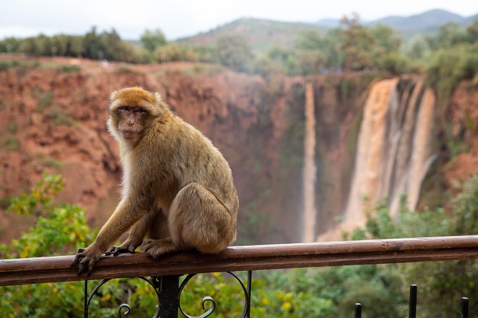 Full Day Trip To Ouzoud Waterfalls From Marrakech & Boat Tour - Barbary macaques and the riverside paths
