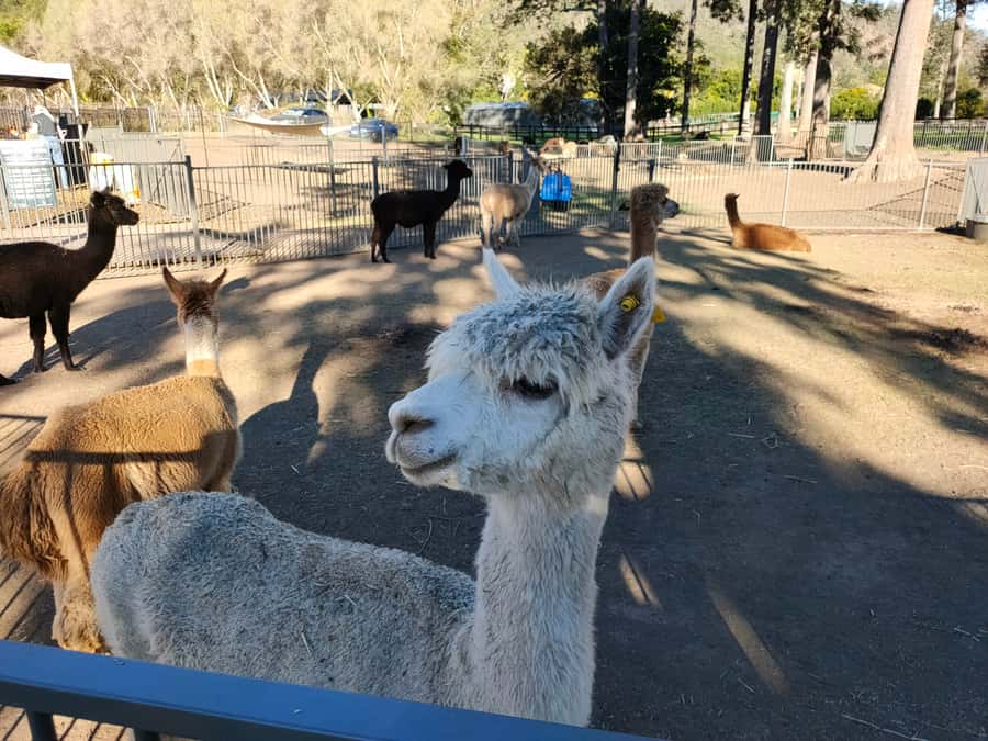 Gold Coast: Lamington Treetops, Wildlife and Vineyard Visit - Should you book it?