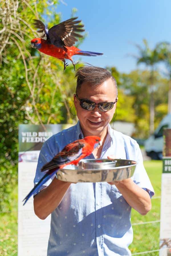 Gold Coast: Lamington Treetops, Wildlife and Vineyard Visit - From the Gold Coast to Lamington’s mountain forests