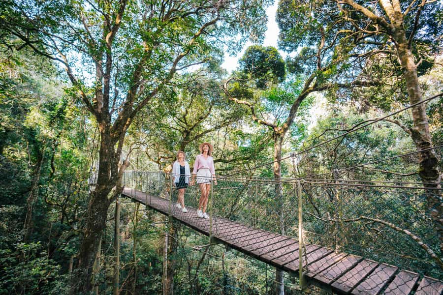 Gold Coast: Lamington Treetops, Wildlife and Vineyard Visit - O’Reilly’s, viewpoints, and the value of a flexible guide