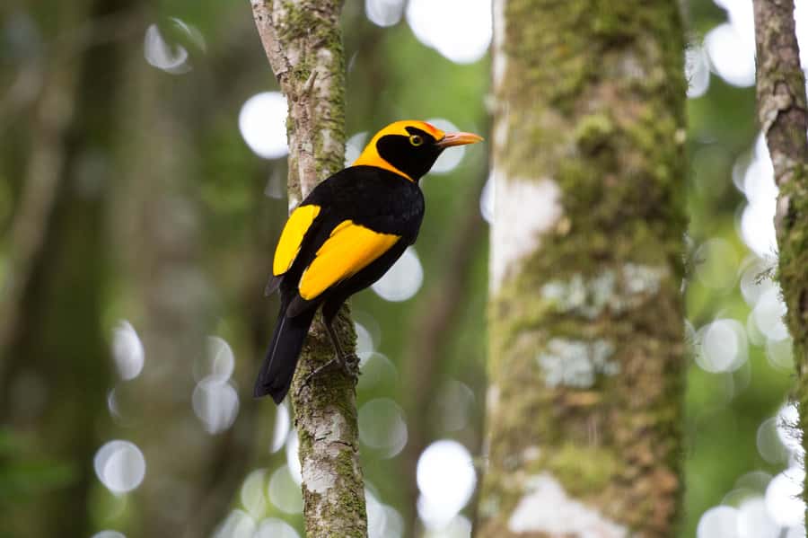 Gold Coast: Lamington Treetops, Wildlife and Vineyard Visit - Feeding parrots at Canungra Valley Vineyard