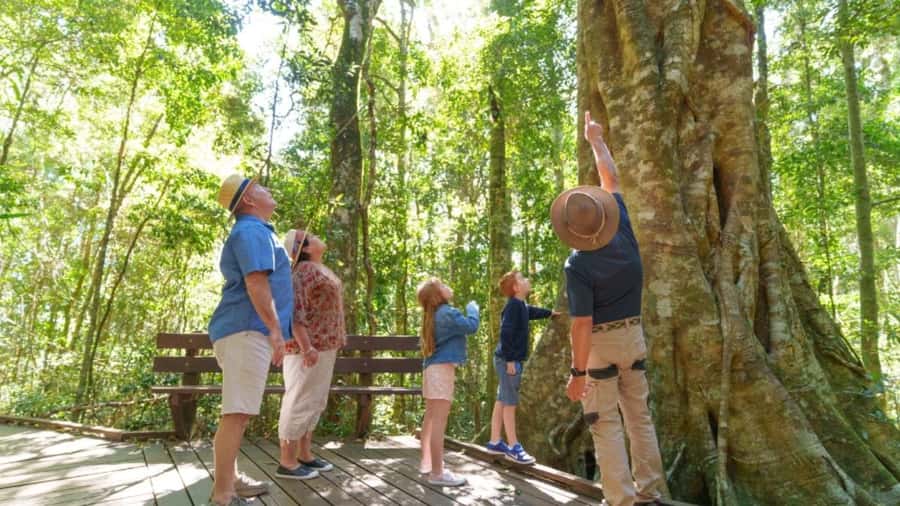 Gold Coast: Lamington Treetops, Wildlife and Vineyard Visit - Alpacas and optional extras