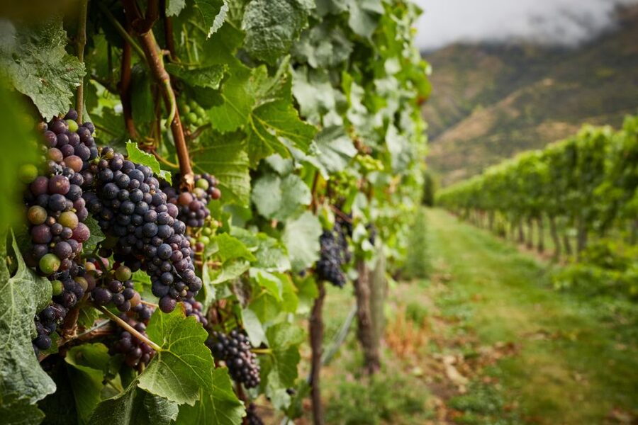 Gourmet Food and Wine Tour with Lunch and Wine Tastings - Scenic driving through the Kawarau Gorge