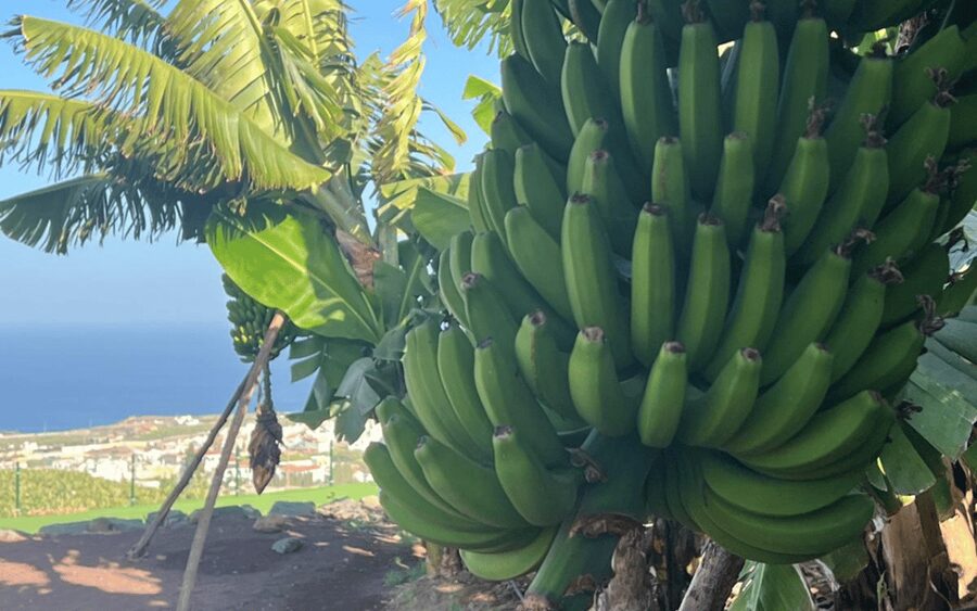 Gran Canaria: Rum, Wines and Banana Tour - Key points to know before booking