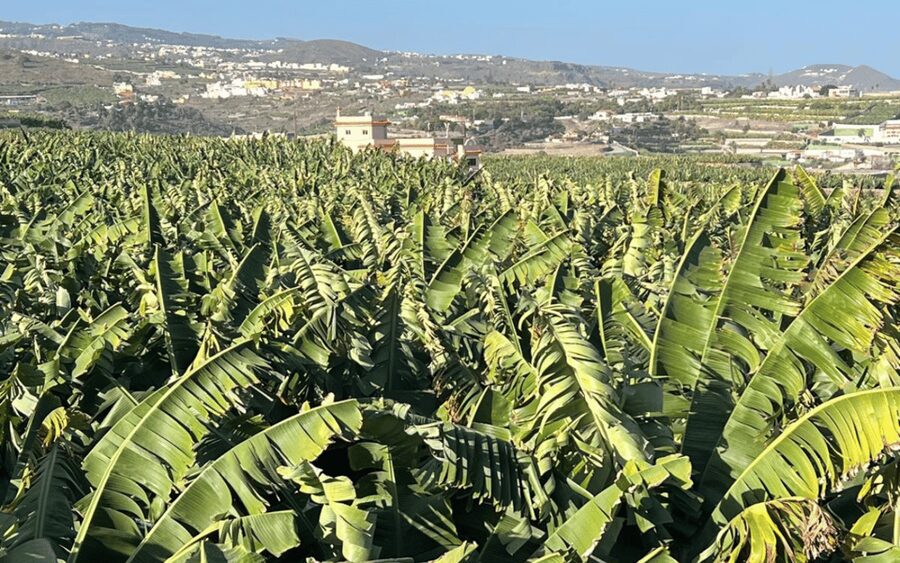 Gran Canaria: Rum, Wines and Banana Tour - Why this northern Gran Canaria food tour works
