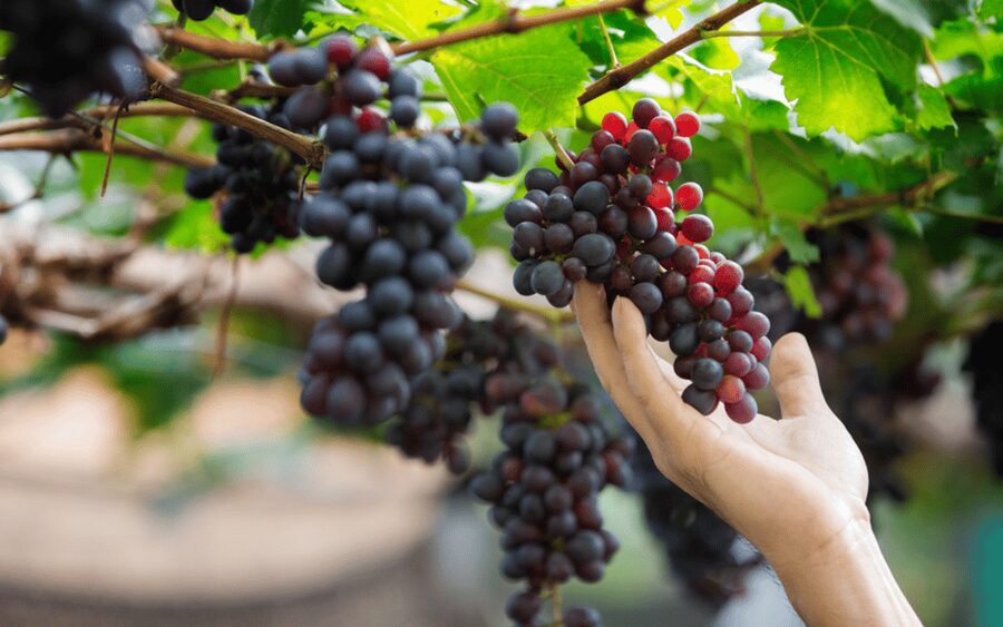 Gran Canaria: Rum, Wines and Banana Tour - Arehucas Rum Distillery and the generous tasting