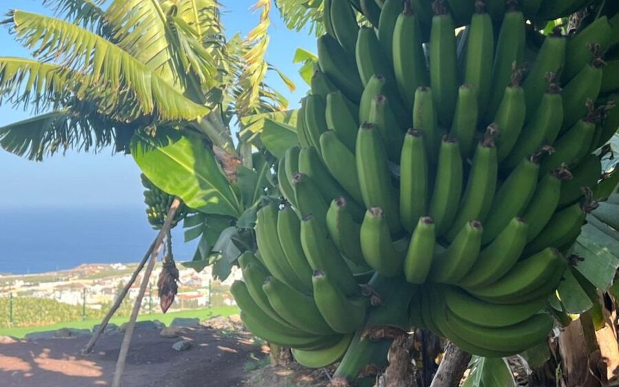 Gran Canaria: Rum, Wines and Banana Tour - Who will enjoy this day most