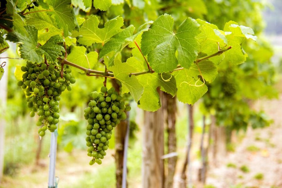 Grape Grazing: Wachau Valley Winery Biking Tour - Ferry across the Danube to Rossatz-Arnsdorf