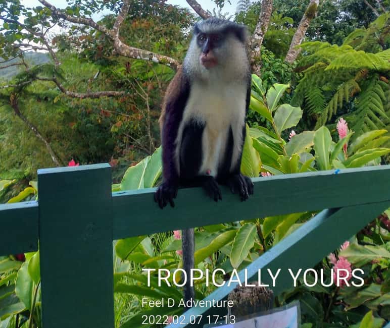 Grenada: Culture and Nature Island Tour with Chocolate & Rum - A quick tour of Grenada’s character