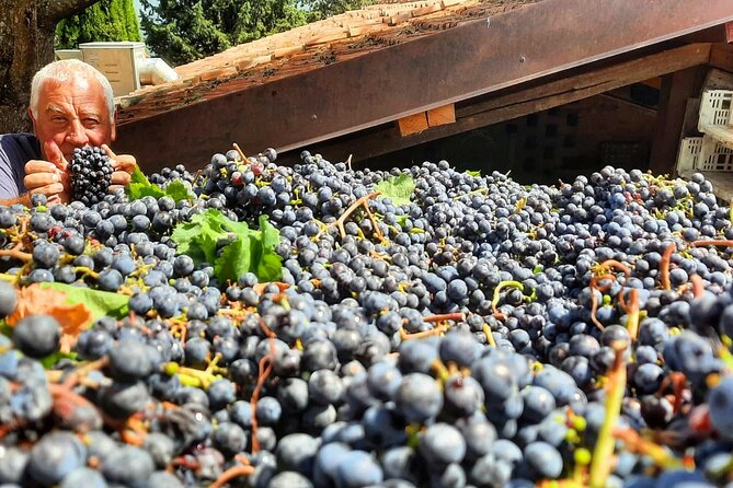 Greve in Chianti Wine Tasting and Winery Tour - Inside the cellar and production rooms