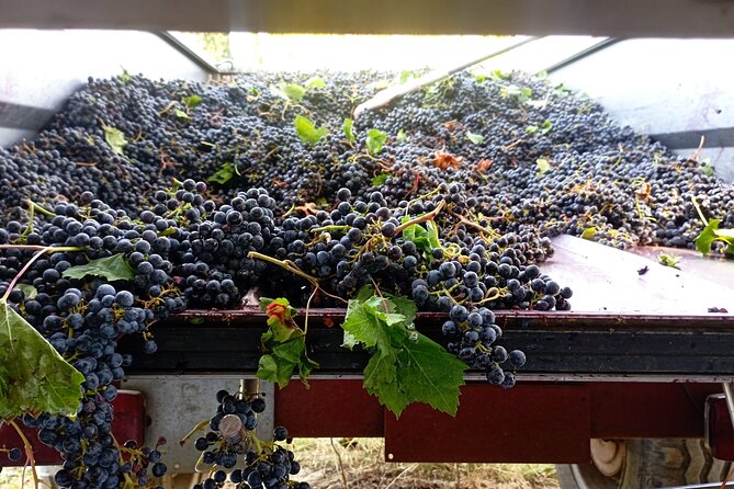 Greve in Chianti Wine Tasting and Winery Tour - Who will enjoy this wine experience?
