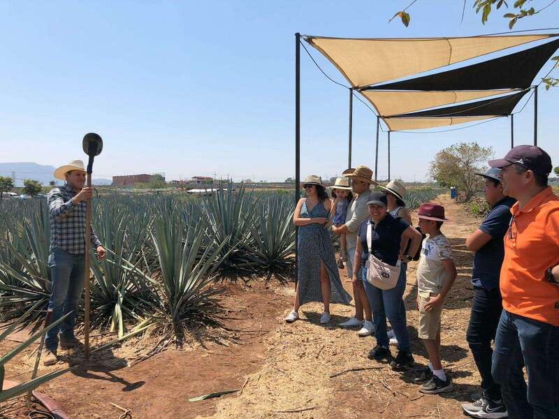 Guadalajara: Premium Tequila Tour with Tastings and Pairings - El Pedregal hacienda, open pours, and volcano views