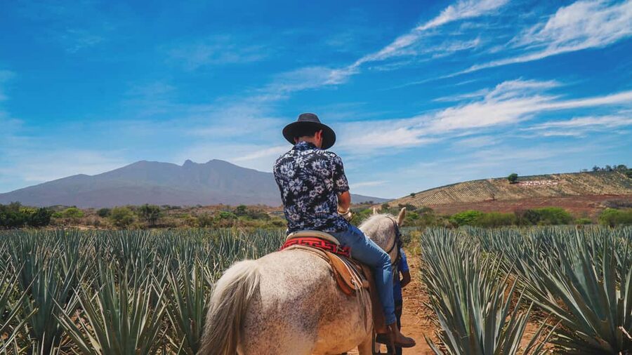 Guadalajara: Tequila Day Trip with Jose Cuervo Option - Seeing how tequila is made