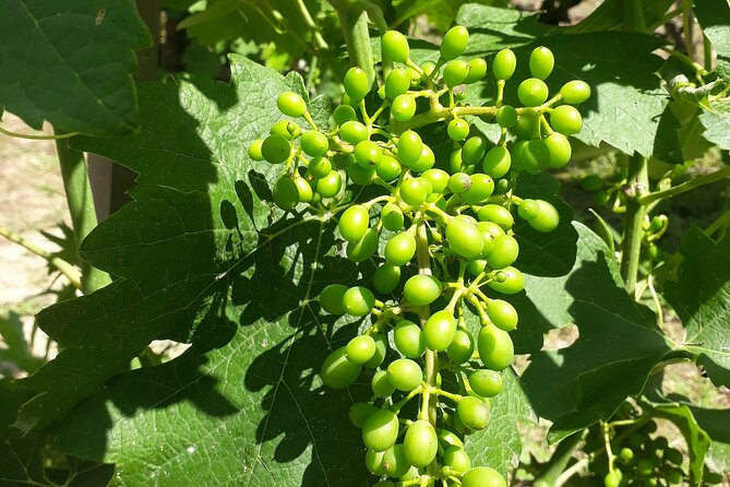 Guided tour and wine tasting Northern Rhône Valley - Ampuis and a second view of Rhône wine