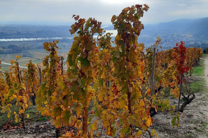 Guided tour and wine tasting Northern Rhône Valley - What the guide adds to the experience