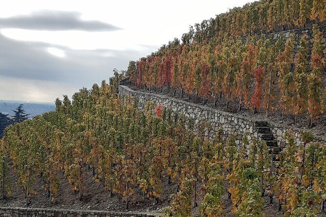 Guided tour and wine tasting Northern Rhône Valley - The pace, wine quantity, and what to expect
