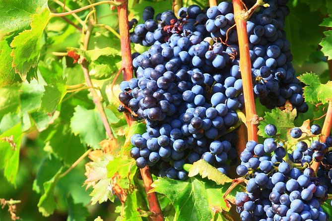 Half Day Great Vineyard Tour from Avignon - What your five hours in wine country look like