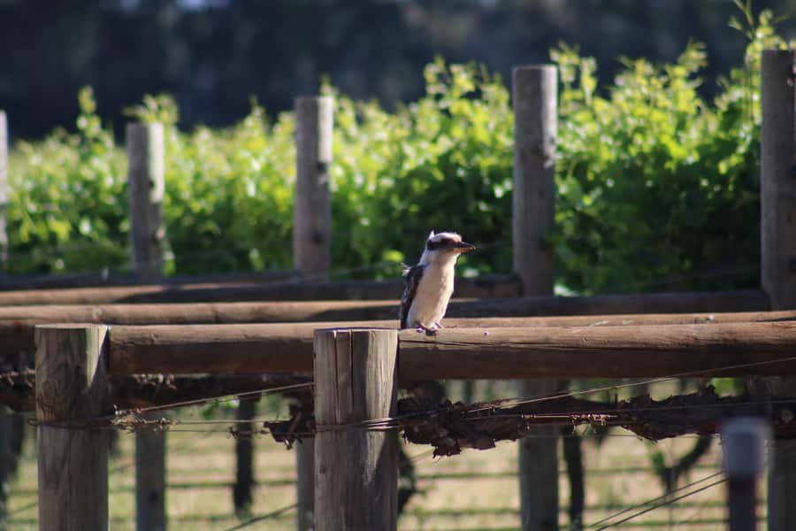 Half day Wine and Sights Discovery Tour Busselton - The return through Yallingup Hills may bring kangaroos