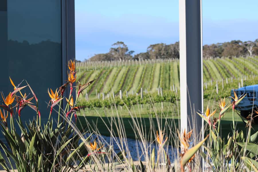 Half day Wine and Sights Discovery Tour Busselton - Cape Naturaliste opens with the region’s strongest scenery