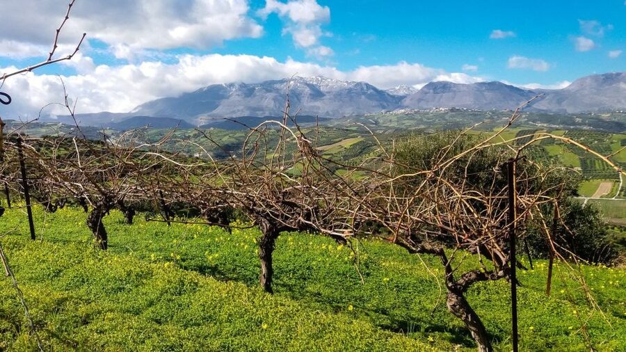 Heraklion: Cretan Wine Tasting Tour & Gourmet Lunch - The guide can make or break the day