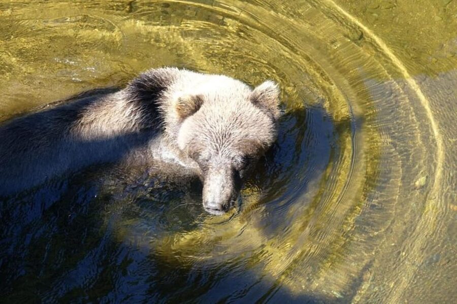 Hoonah: Chichagof Island Brown Bear Search - Why Chichagof Island makes a good bear-search setting